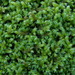 Cypress-leaved Plait-Moss - Photo (c) Rafael Medina, some rights reserved (CC BY)