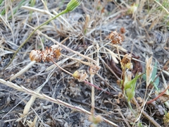 Trifolium glomeratum image