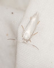 Antaeotricha albulella