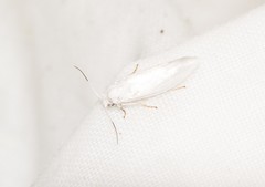 Antaeotricha albulella