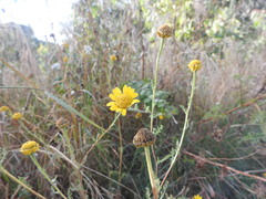 Anacyclus radiatus