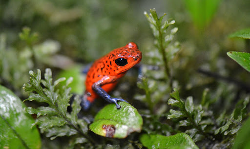Strawberry Poison Dart Frog (Oophaga pumilio) · iNaturalist