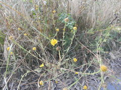 Anacyclus radiatus