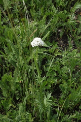 Valeriana rossica