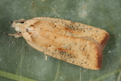 Agonopterix nervosa