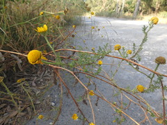 Anacyclus radiatus