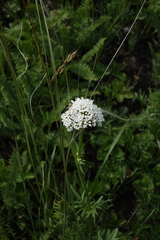 Valeriana rossica