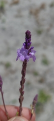 Verbena orcuttiana