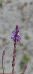 Verbena orcuttiana