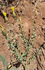 Klasea cerinthifolia