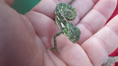 Chamaeleo chamaeleon