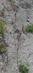 Verbena orcuttiana