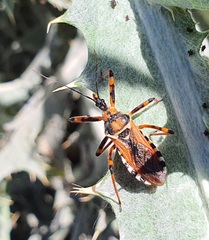 Rhynocoris punctiventris