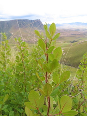 Searsia divaricata