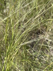 Hesperostipa comata