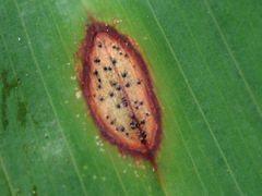 Phyllosticta cruenta