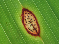 Phyllosticta cruenta