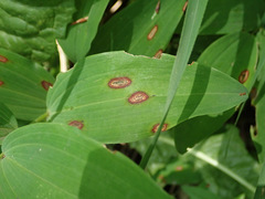 Phyllosticta cruenta