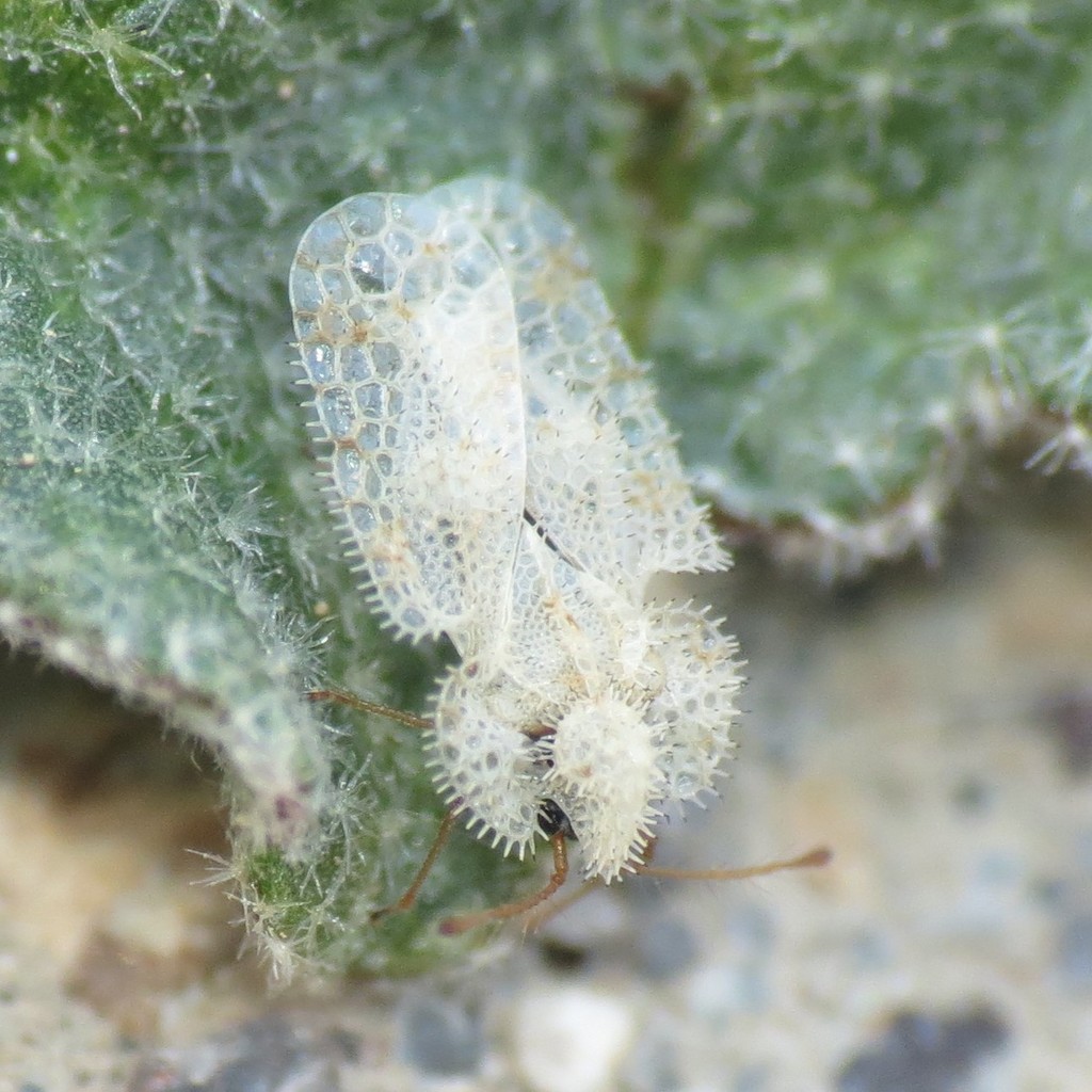 Corythucha sphaeralceae