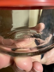 Castianeira cingulata