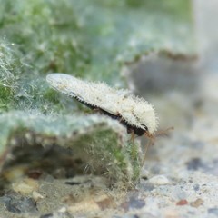 Corythucha sphaeralceae