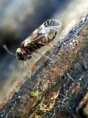 Caeciliusinae