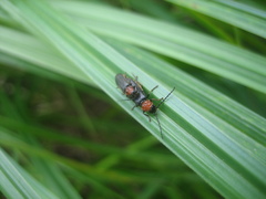 Silis ruficollis
