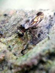 Caeciliusinae