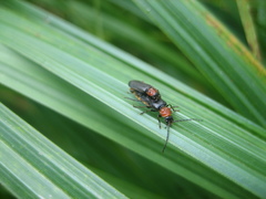 Silis ruficollis