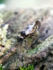 Caeciliusinae