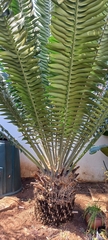Encephalartos transvenosus