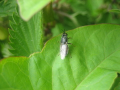 Odontomyia tigrina