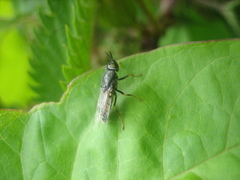 Odontomyia tigrina