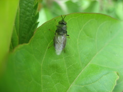 Odontomyia tigrina