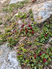 Salix herbacea