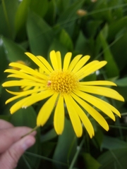 Doronicum caucasicum