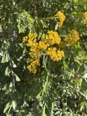 Senecio pleistophyllus
