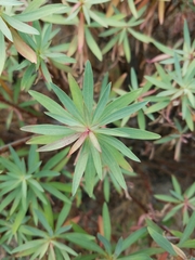 Euphorbia dendroides