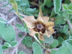 Cistus salviifolius image