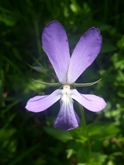 Viola cornuta