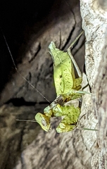 Dystacta