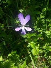 Viola cornuta