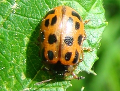 Chrysomela mainensis
