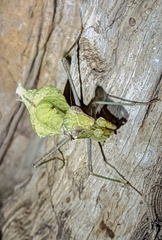 Dystacta