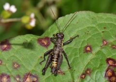 Kyphiacris andeana