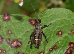 Kyphiacris andeana