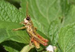 Aspidophyma subaptera