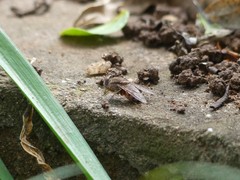 Calliphoridae