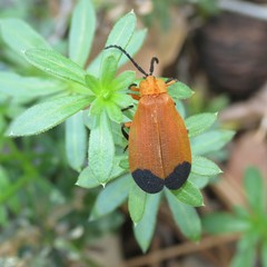 Lycus arizonensis