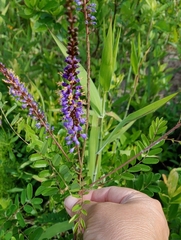 Amorpha herbacea